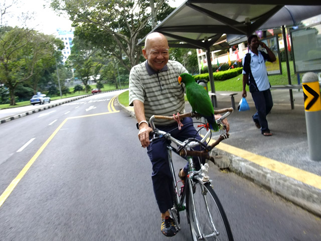 Uncle Lau cycling with his parrot